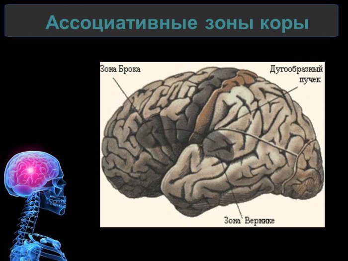 Презентация - Функциональные зоны коры головного мозга