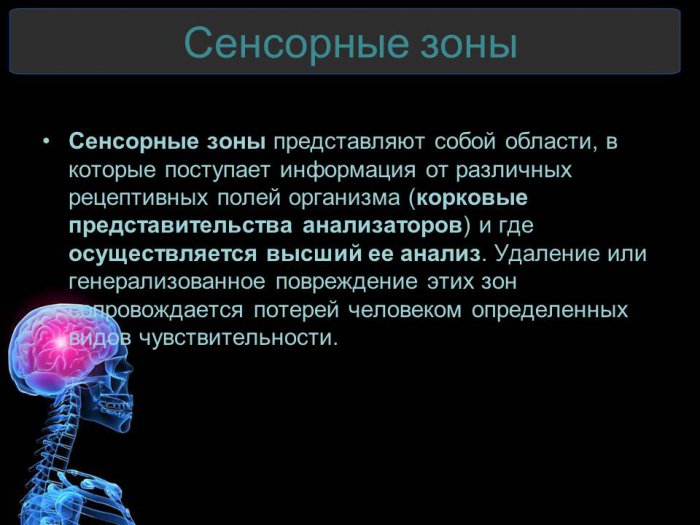 Презентация - Функциональные зоны коры головного мозга