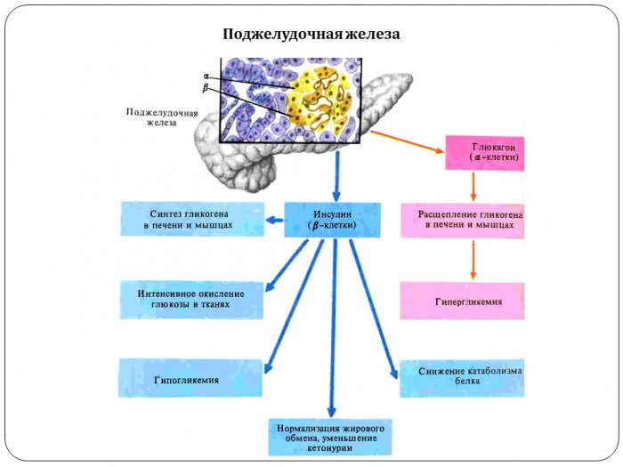Презентация - Физиология органов, сочетающих не эндокринную функцию с эндокринной, и их влияние на деятельность организма