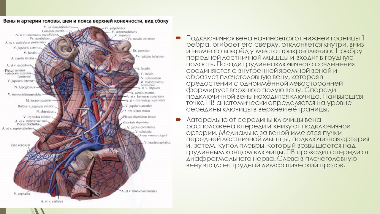 Яремная подключичная вены. Внутренняя яремная Вена анатомия притоки. Подключичная Вена топографическая анатомия. Подключичная и внутренняя яремная Вена. Внутренняя Сонная артерия и внутренняя яремная Вена.