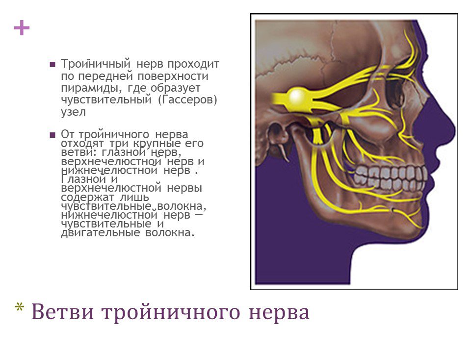 Реферат: Анатомия тройночного нерва
