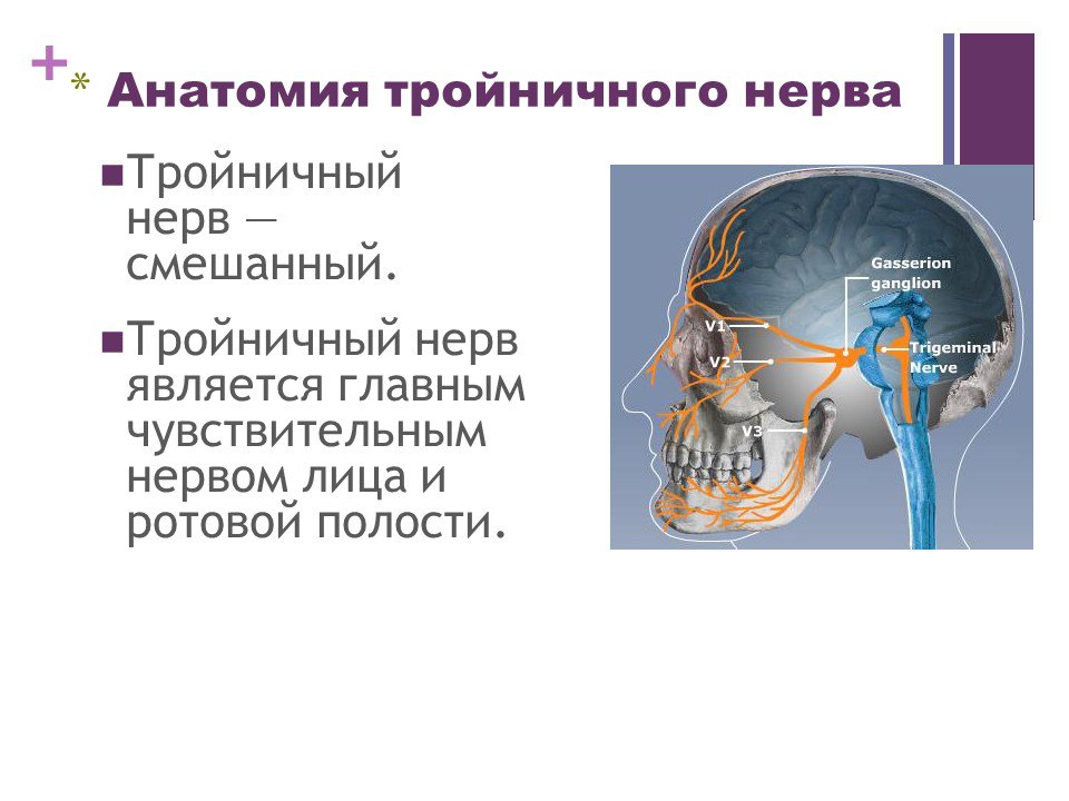 Тройничный нерв справа. Вторые двигательные Нейроны тройничного нерва располагаются в. Ход тройничного нерва схема. Двигательная иннервация тройничного нерва. Вегетативные волокна тройничного нерва.