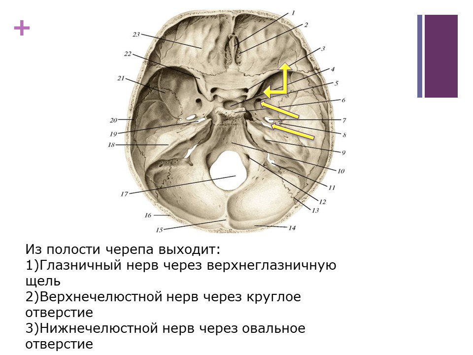 Реферат: Анатомия тройночного нерва