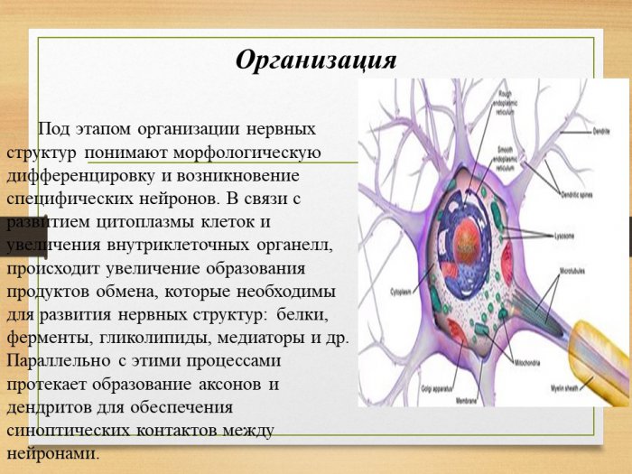 Презентация - Развитие органов нервной системы. Особенности строения у детей